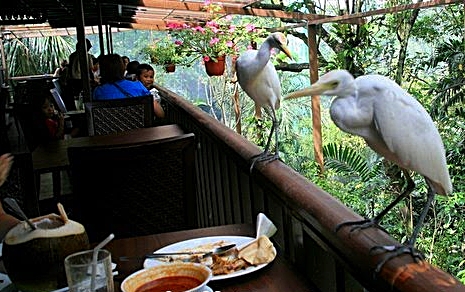 Hornbill Restaurant and Cafe, Kuala Lumpur Bird Park
